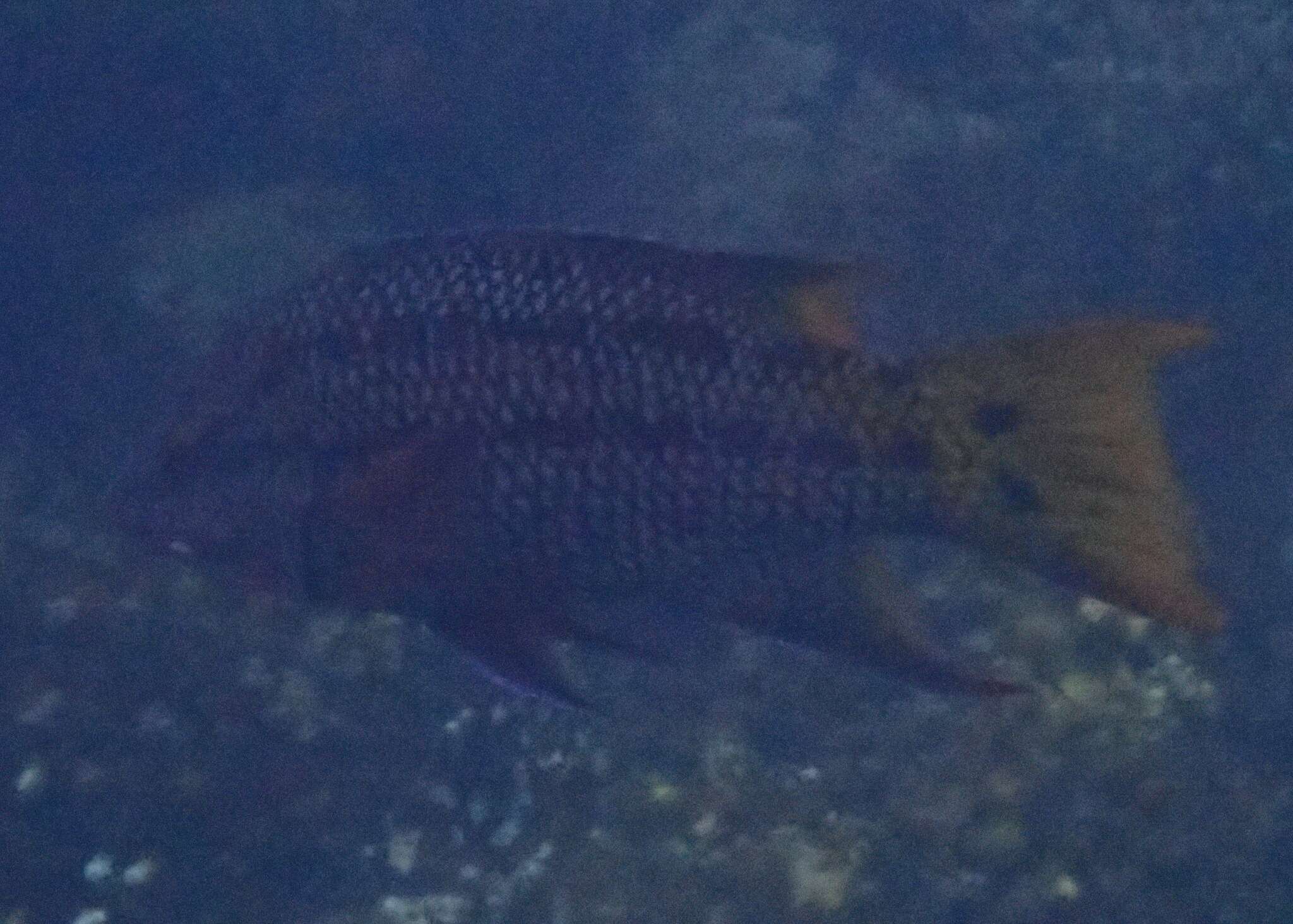 Image of Mexican hogfish