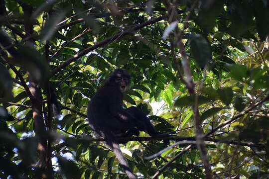 Image of Banded Langur