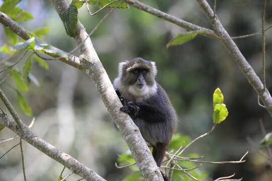 Image of Cercopithecus mitis kolbi Neumann 1902