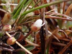 Image of Cardamine exigua