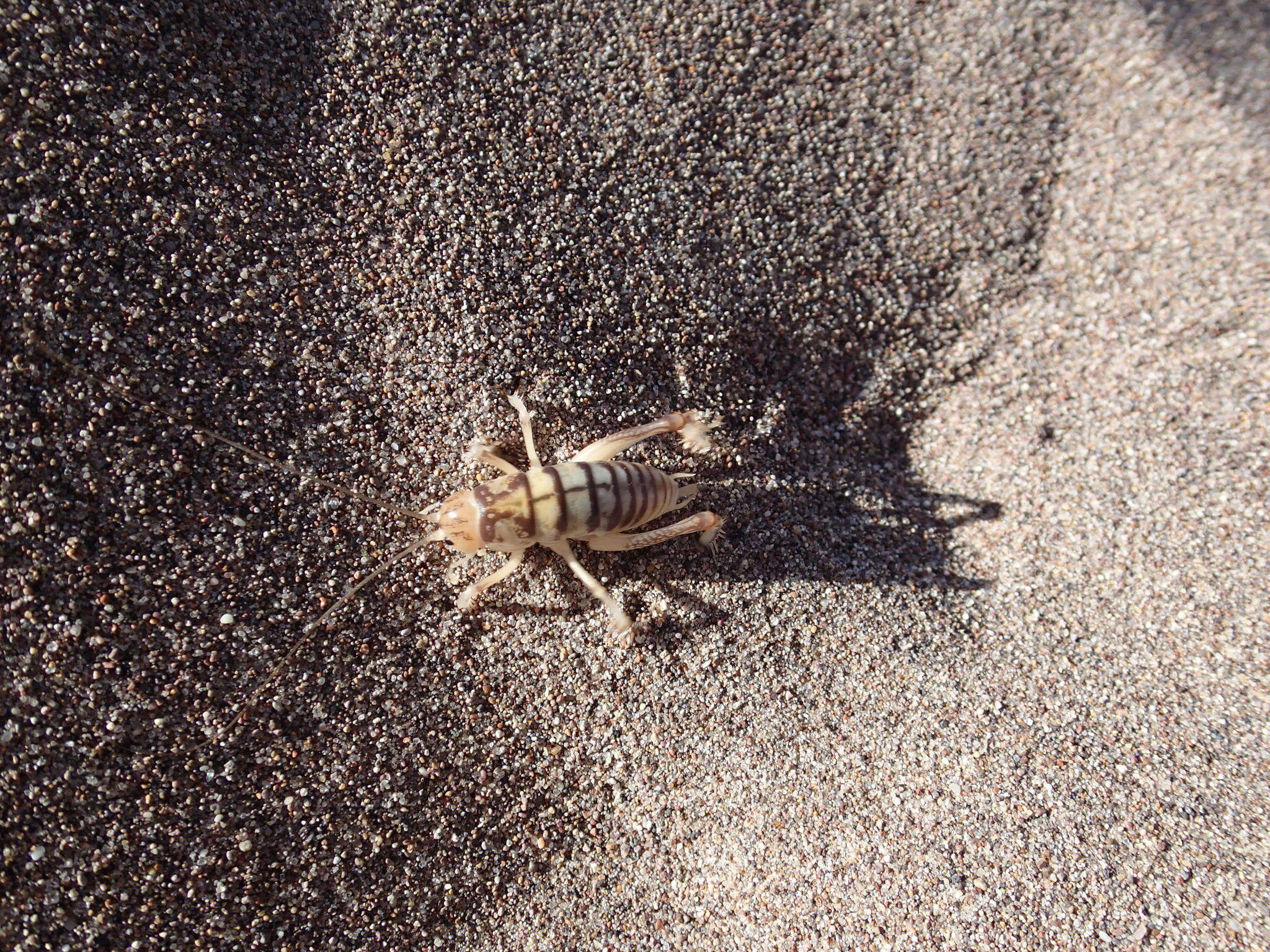 Image of Daihinibaenetes giganteus Tinkham 1962