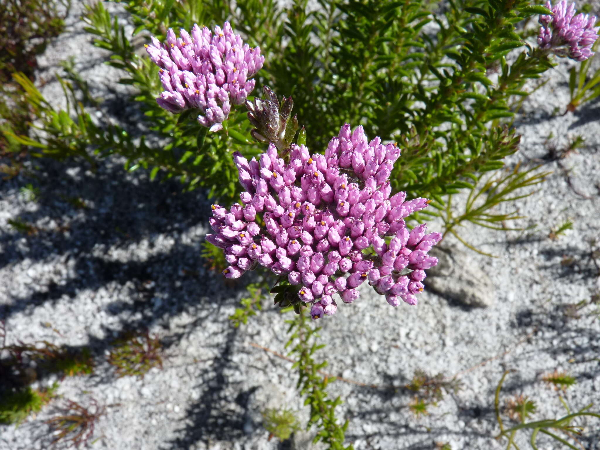 Image of Metalasia erubescens DC.