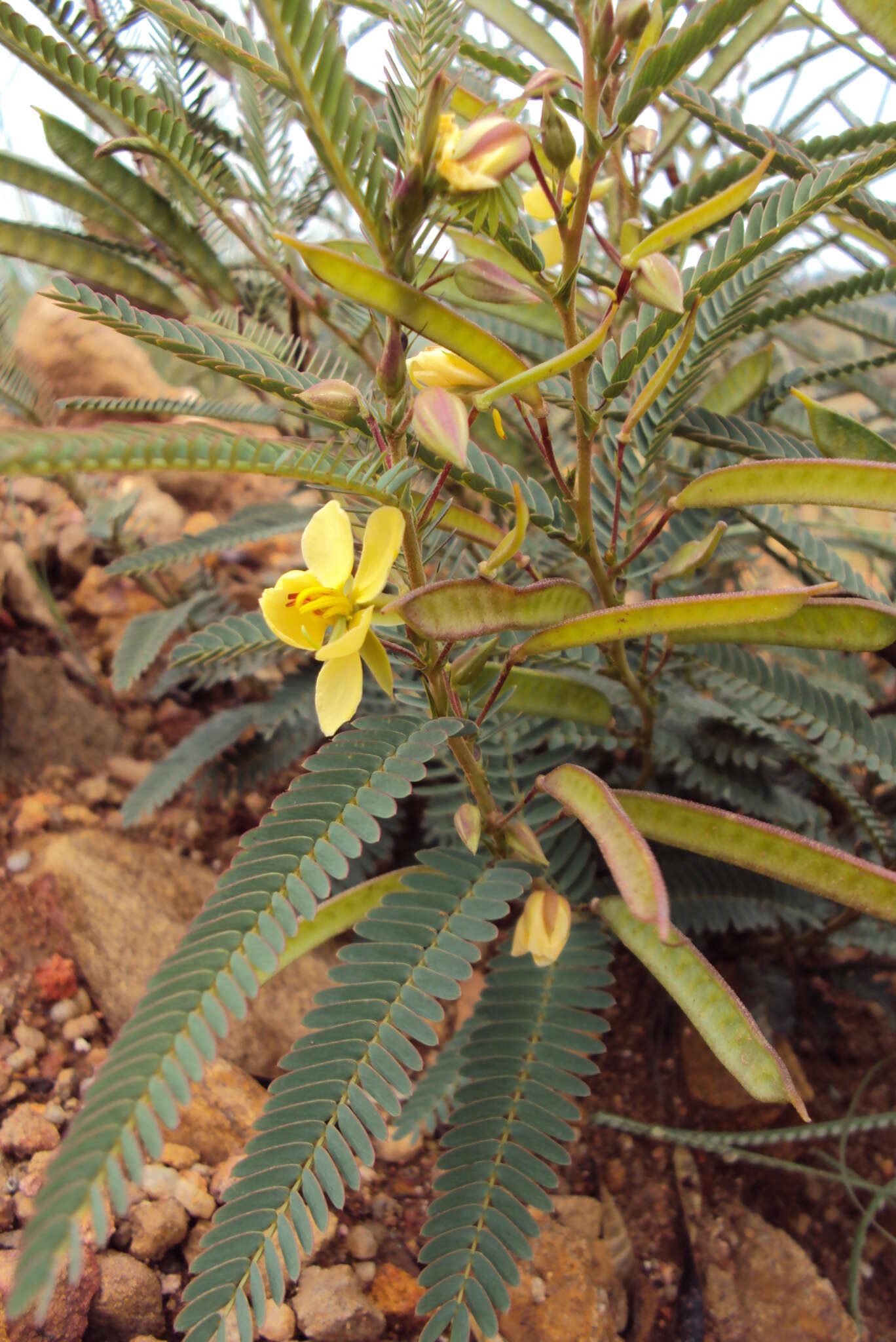 Imagem de <i>Chamaecrista comosa</i> var. <i>capricornia</i> (Stey.) Lock