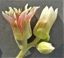 Image of Sedum paradisum subsp. subroseum