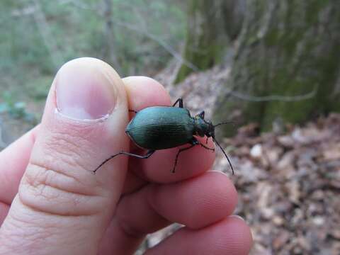 Слика од Calosoma (Calosoma) wilcoxi Le Conte 1847