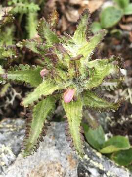 Imagem de Pedicularis hirsuta L.