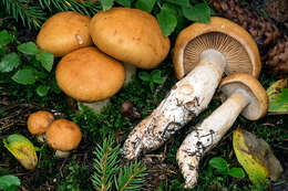 Image of Cortinarius variipes Rob. Henry 1977