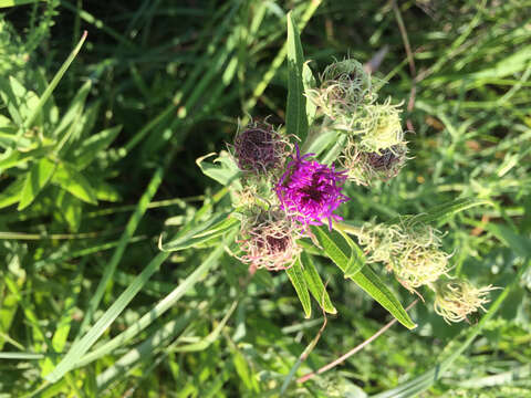 Image of Arkansas ironweed