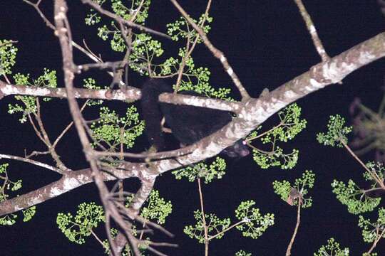 Image of Black Flying Squirrel