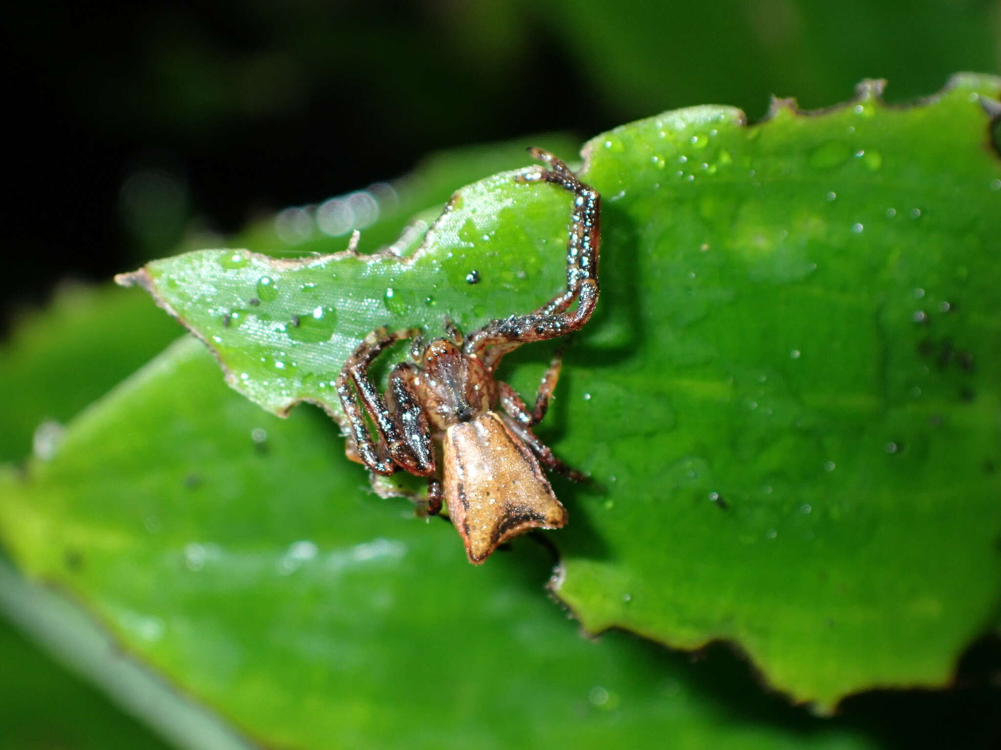 Sivun Sidymella angularis (Urquhart 1885) kuva