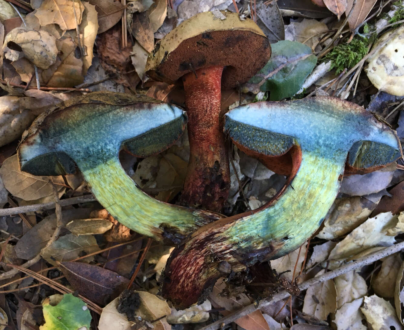 Image of Liver Bolete