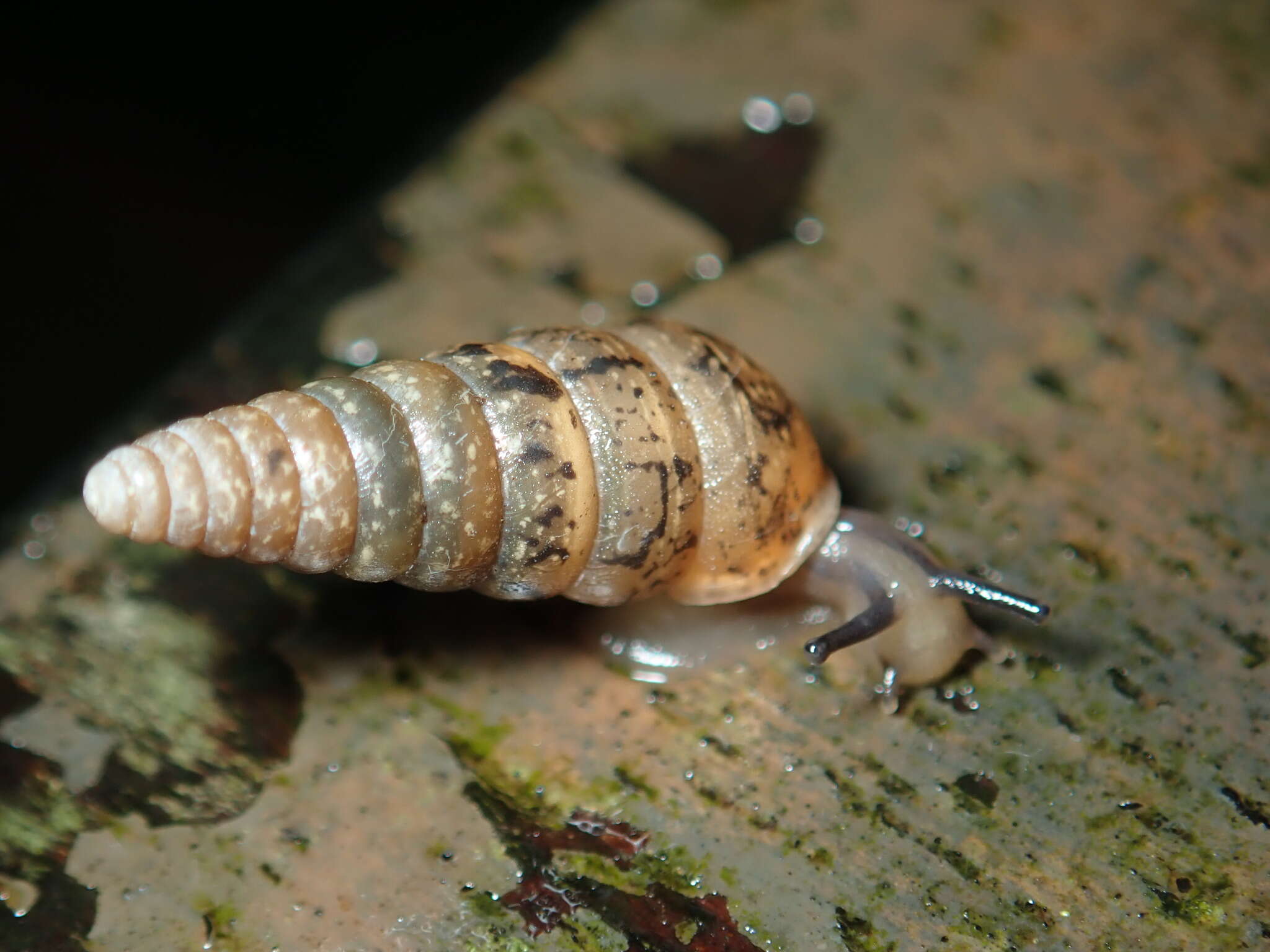 Image of Pseudobuliminus incertus (L. Pfeiffer 1866)