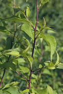 Image of <i>Malus mandshurica</i> var. <i>sachalinensis</i>