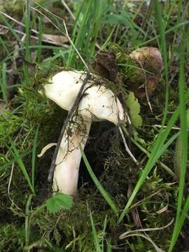 Image of Calocybe