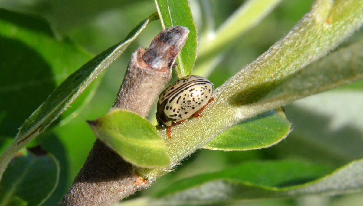 Image of Common Willow Calligrapha