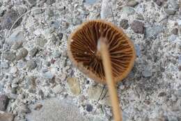 Image of Conocybe semiglobata Kühner & Watling 1980