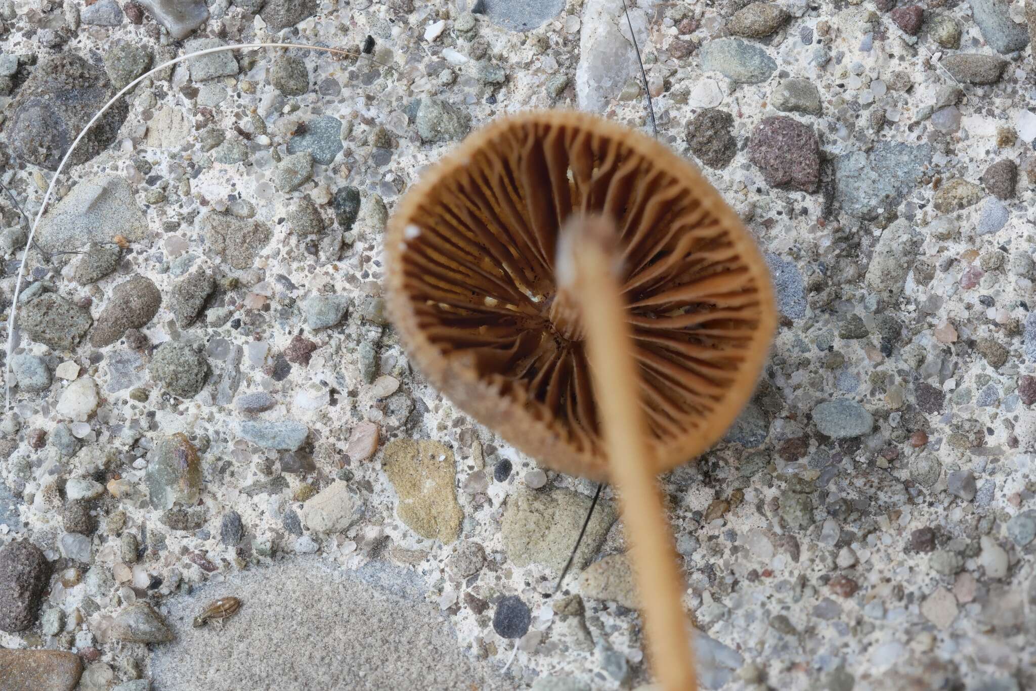 Image of Conocybe semiglobata Kühner & Watling 1980