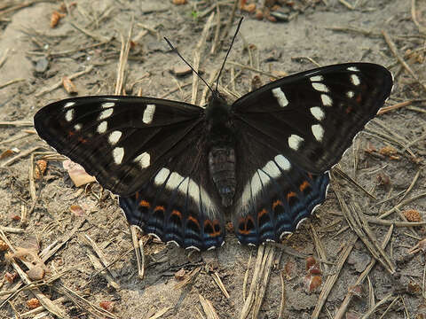 Image of poplar admiral