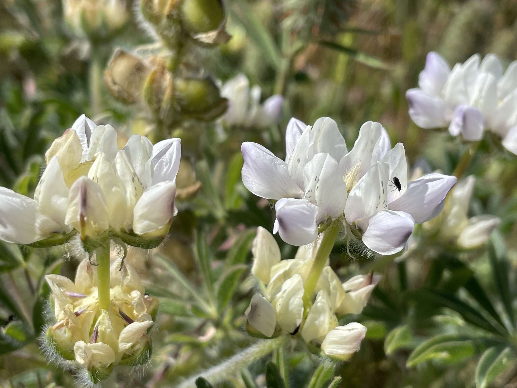 Image de <i>Lupinus <i>microcarpus</i></i> var. microcarpus