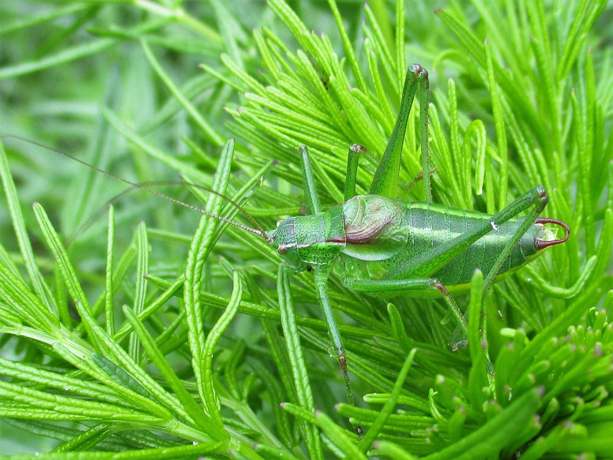 Imagem de Isophya speciosa (Frivaldszky 1868)