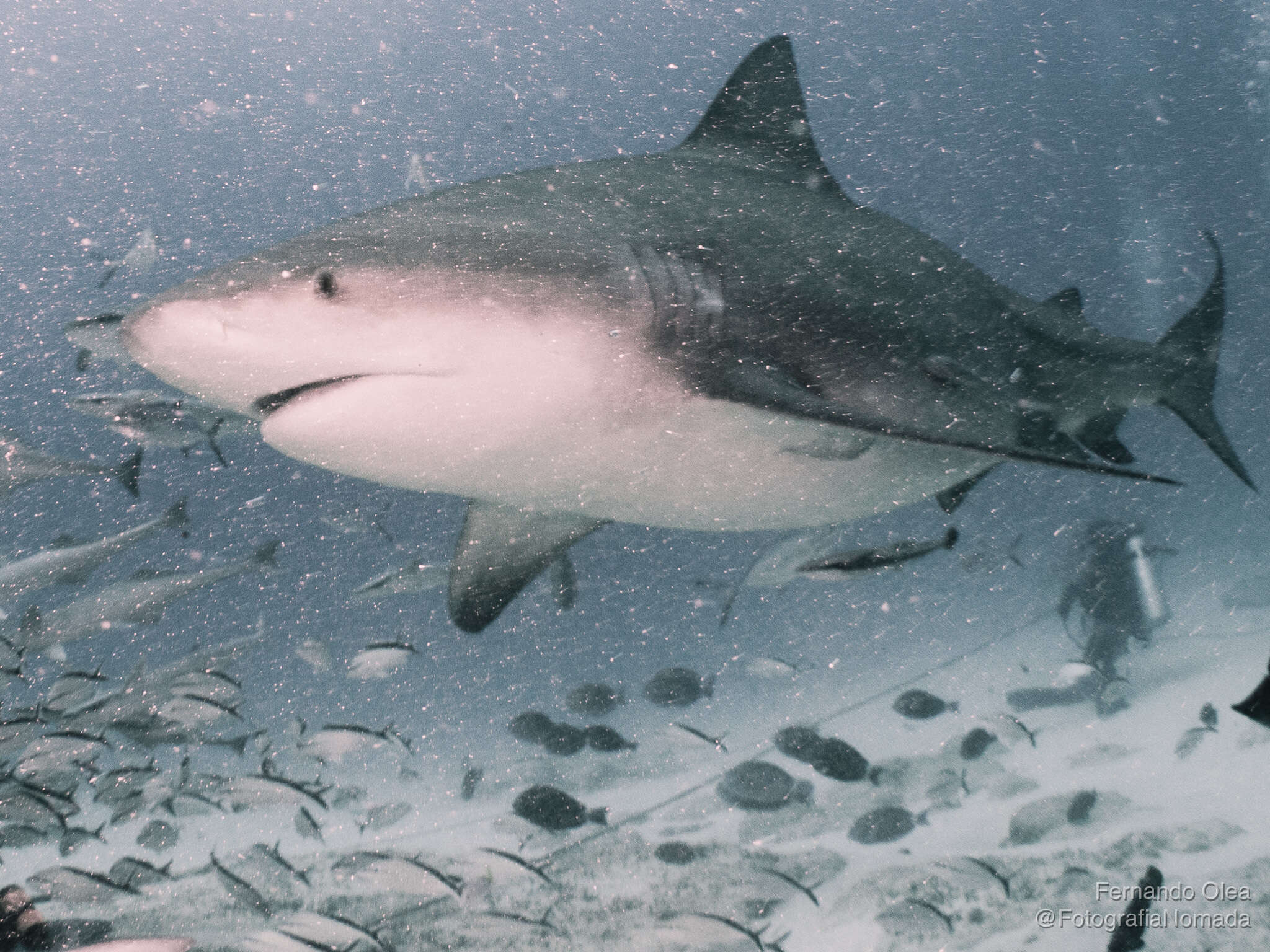 Image of Bull Shark