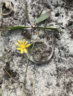 Image of Senecio abruptus Thunb.