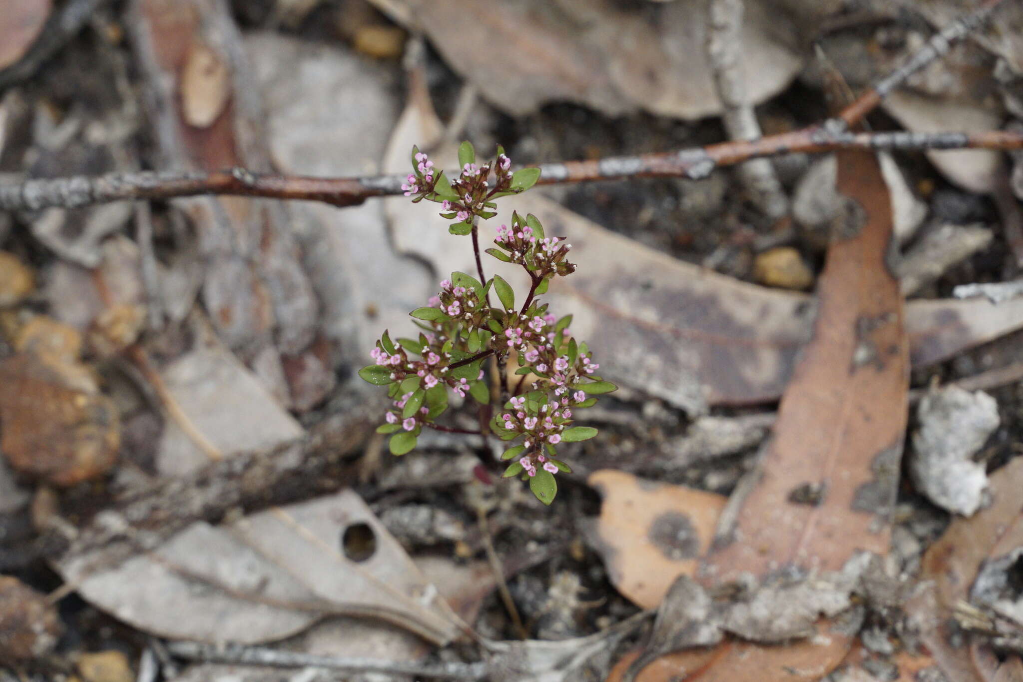 Image of Levenhookia pusilla R. Br.