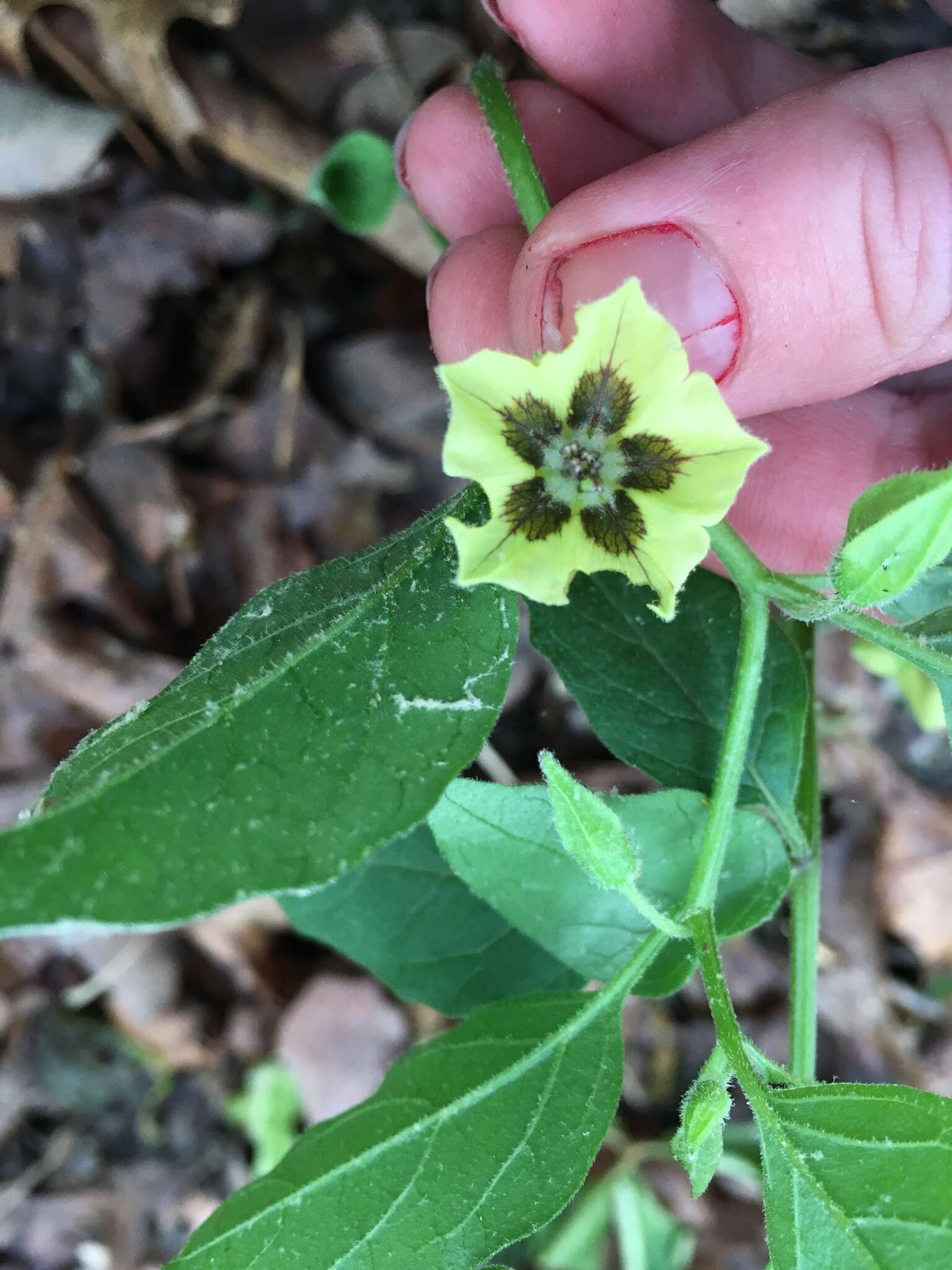 Physalis virginiana Mill.的圖片