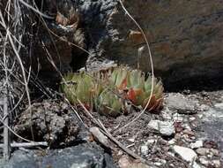 Image of Haworthia cooperi var. isabellae (Poelln.) M. B. Bayer