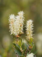 Image of Orites lancifolia F. Müll.