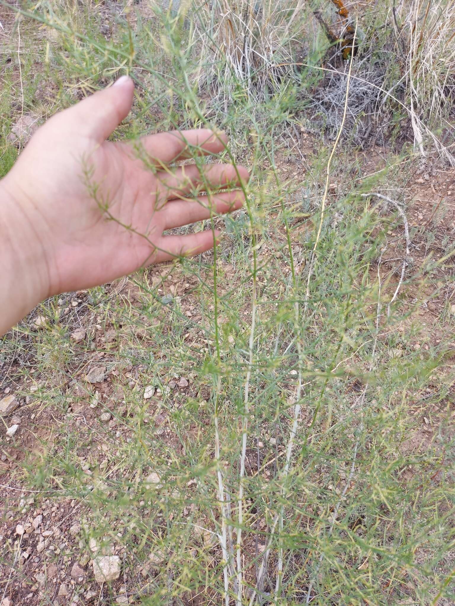 Image of Asparagus burjaticus Peschkova