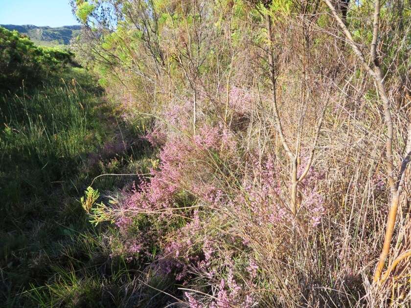 Image of Erica parviflora var. parviflora