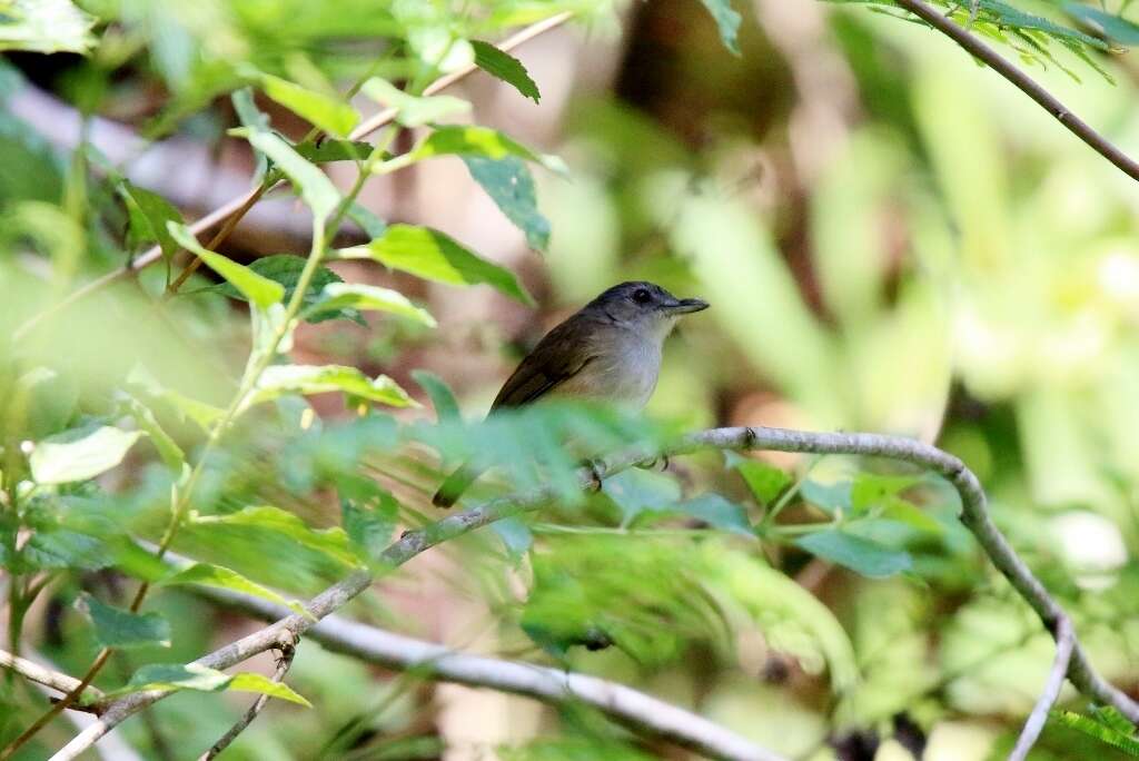 Image of Horsfield's Babbler