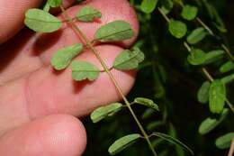 Image of clusterspike false indigo