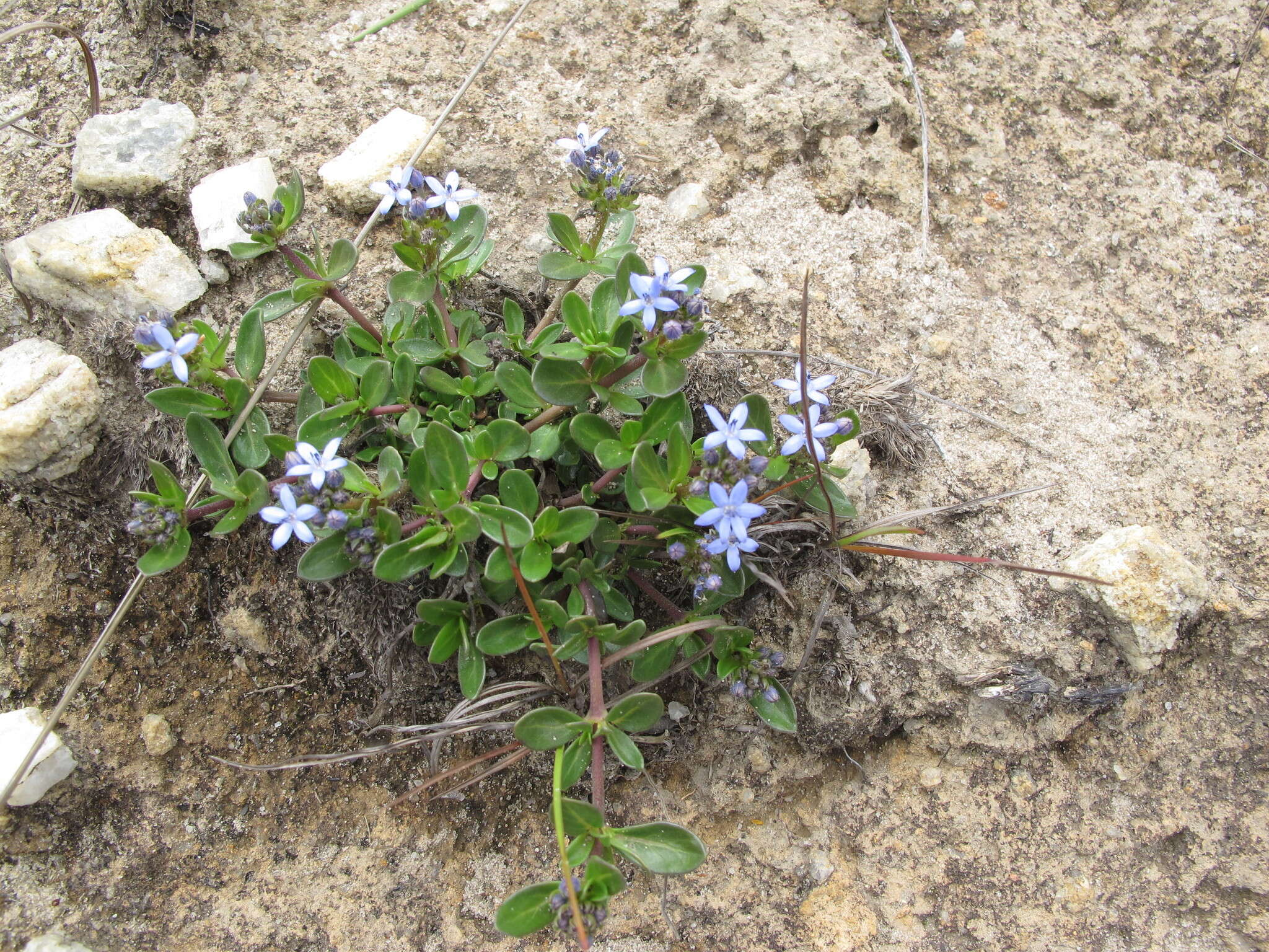 Image of Pentanisia veronicoides (Baker) K. Schum.