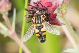 صورة Helophilus neoaffinis Fluke 1949