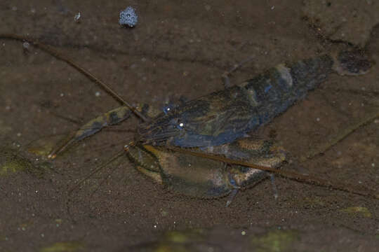 Image of bristled river shrimp