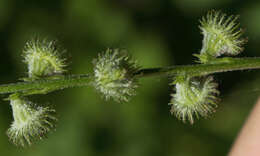 Image of soft agrimony