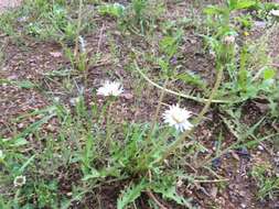 Taraxacum coreanum Nakai的圖片