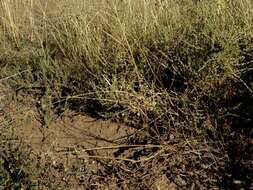 Image of Eragrostis obtusa Munro ex Ficalho & Hiern