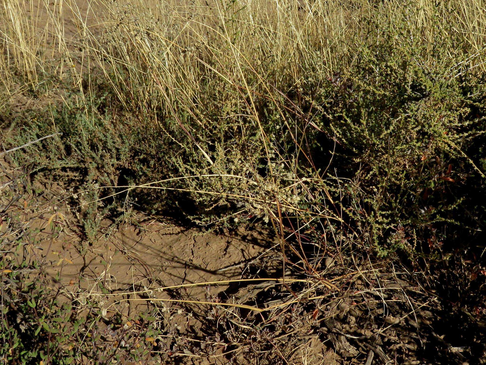 Image of Eragrostis obtusa Munro ex Ficalho & Hiern