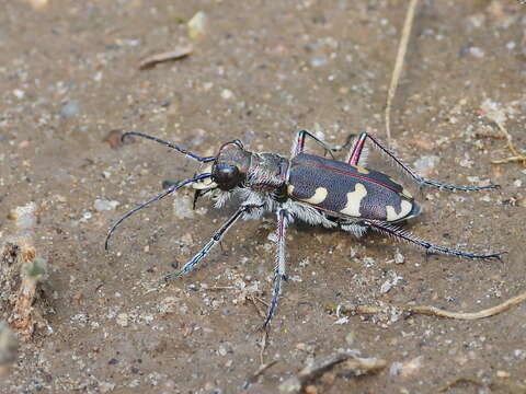 Image of Cicindela (Cicindela) hybrida transversalis Dejean 1822