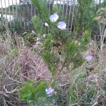 Image of Psoralea montana