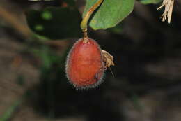 Image of Passiflora ciliata var. santiagana (Killip) Vanderpl.