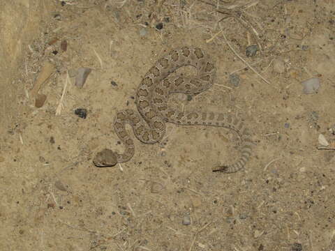 Image of Crotalus oreganus concolor Woodbury 1929