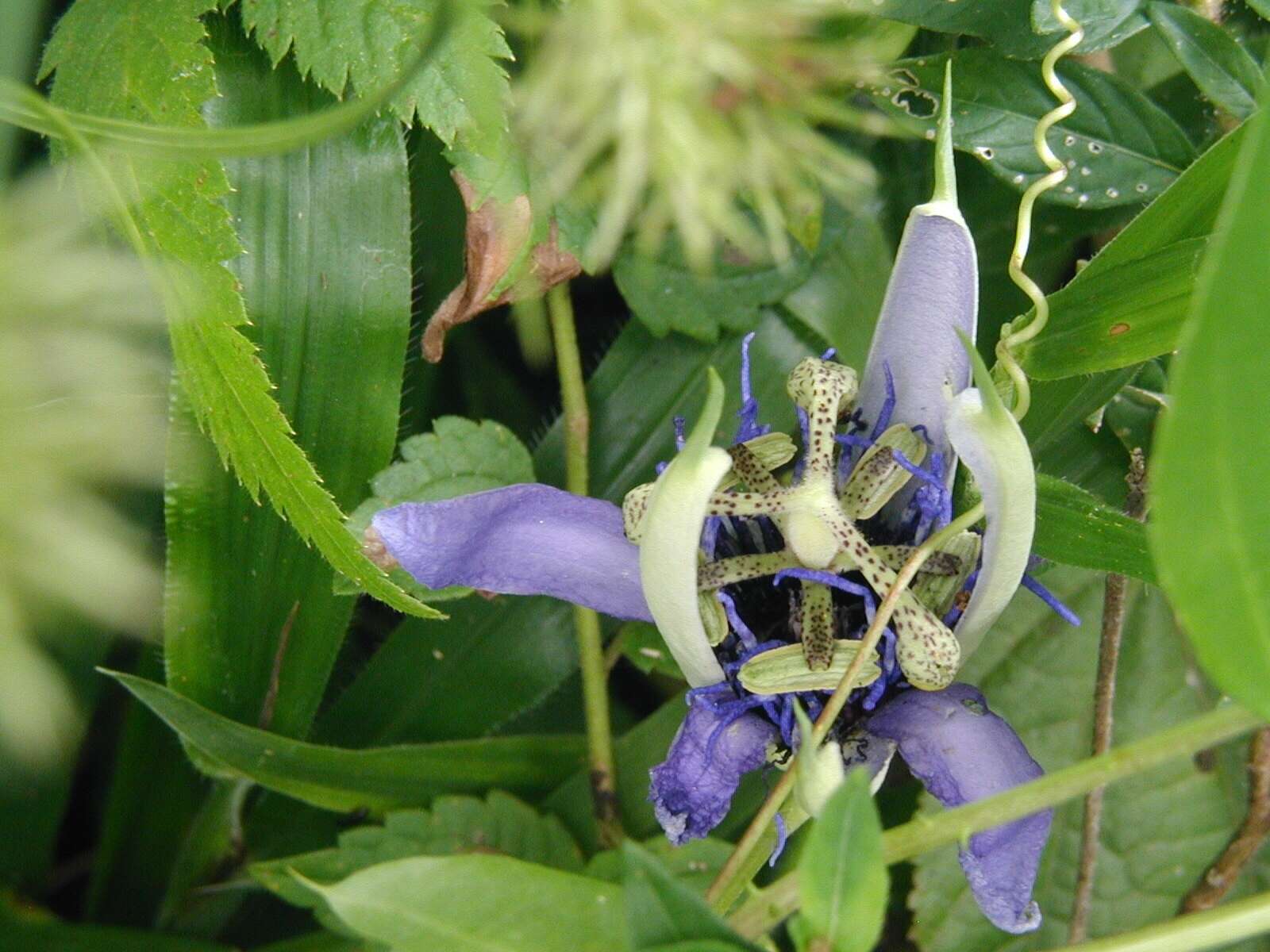 Image de Passiflora amethystina Mikan