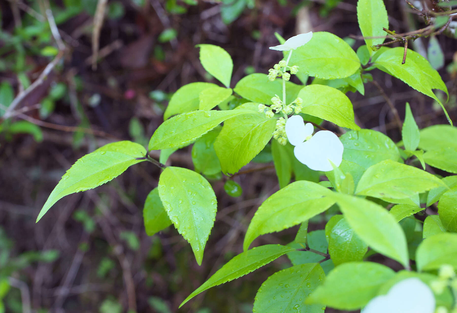 Image of Hydrangea scandens (L. fil.) Ser.