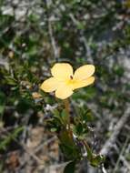 Imagem de Barleria decaryi Benoist