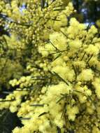 Imagem de Acacia fimbriata A. Cunn. ex G. Don