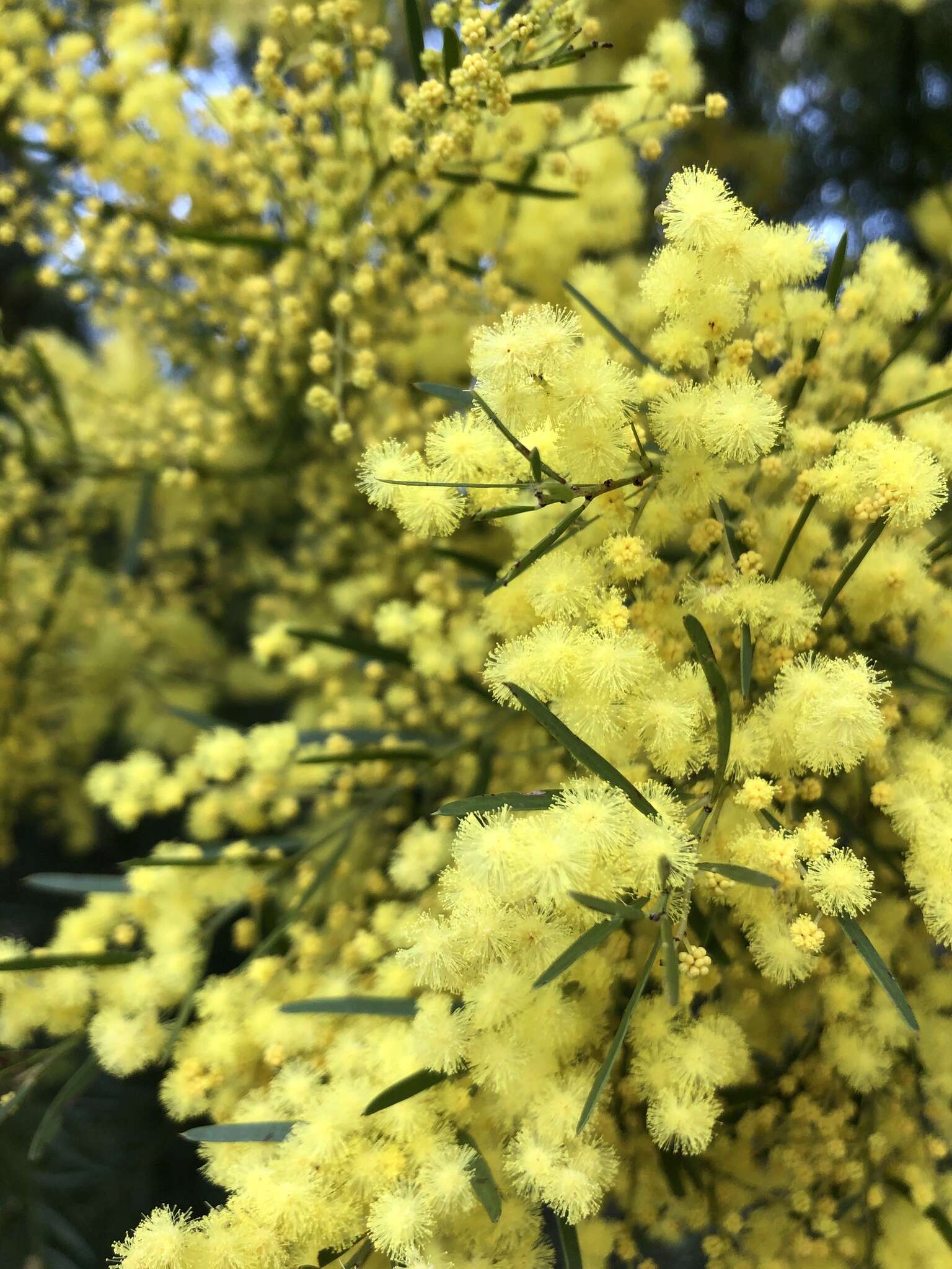 Imagem de Acacia fimbriata A. Cunn. ex G. Don